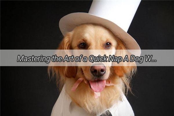 Mastering the Art of a Quick Nap A Dog Whisperers Guide to Instant Sleep